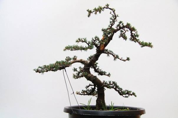 cedrus styling 1901413_10202993469532013_479384929_n