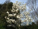 Magnolias - Page 2 Th_MPicturexMWhitegiant