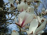 Magnolias - Page 2 Th_MPicturexMWhitegiant2