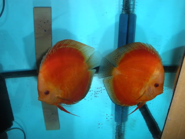 DISCUS quebra-cabeças ou não? - Página 8 P5230004