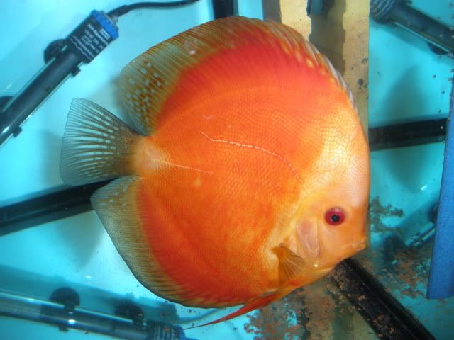 DISCUS quebra-cabeças ou não? - Página 8 P5230099