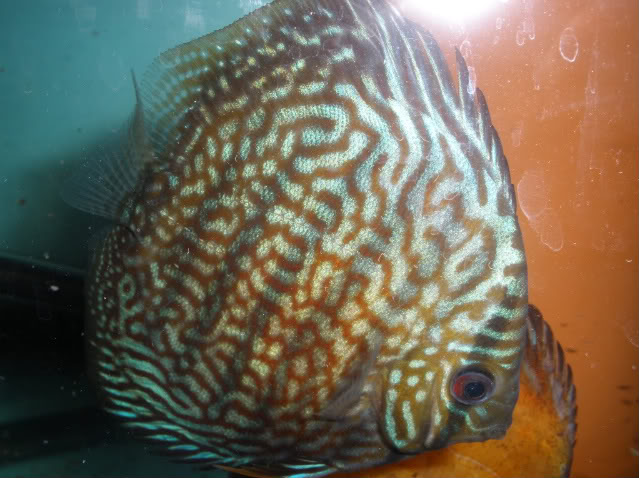 Fotogaleria - Discus P5251167-1