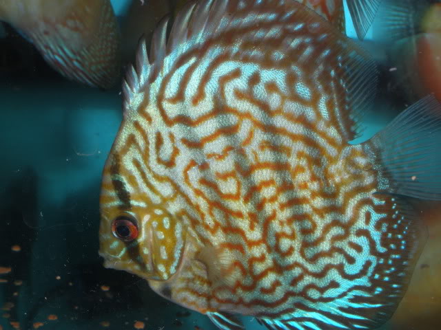 Fotogaleria - Discus P7201254