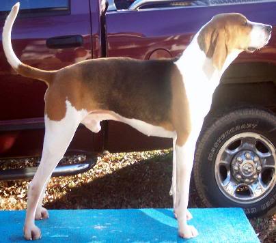 GR. CH. CODY'S GOOD NEWS BUTCHER - CH. FINLEY RIVER BABE Butch122908-404x356