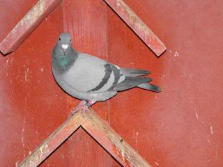 pigeons for sale photos DSCF0059