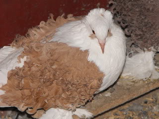 Racing Pigeons, Show & Fancy Pigeons - Portal Picture002