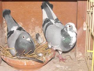 stock birds forsale Picture012-1