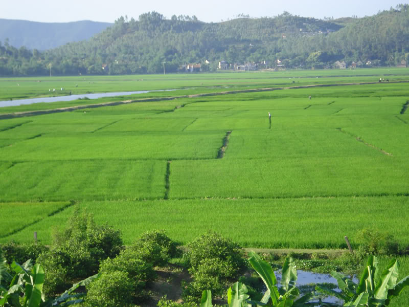 Hương quê Homeland1