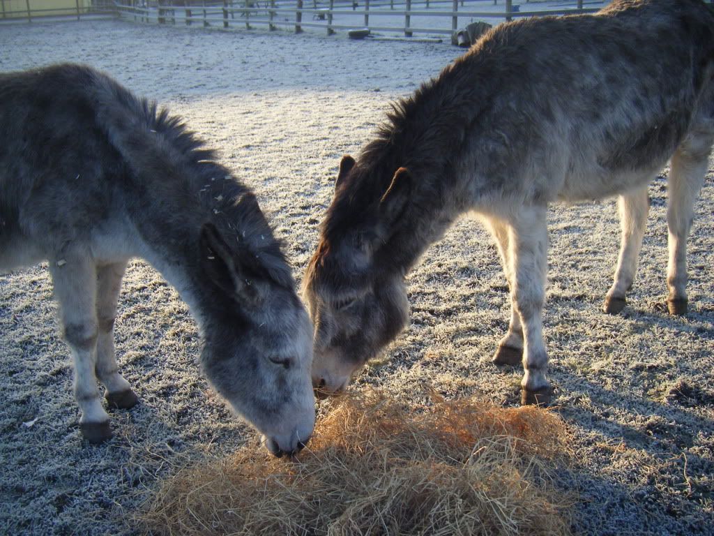 Our lovely Donkey's Irene is on the left of Rua. Workpics020-2