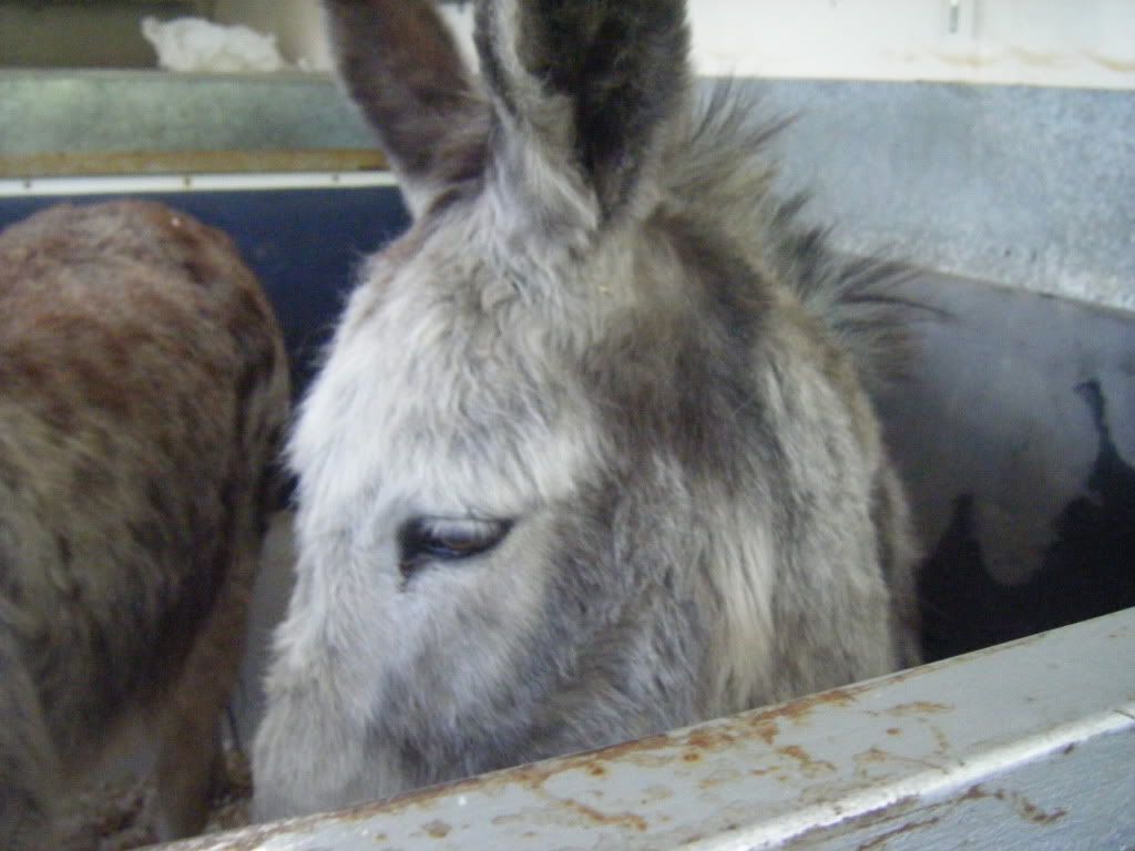 Re Donkeys going. Workpics129