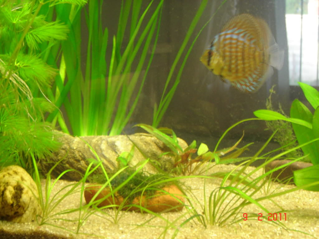 Así esta mi acuario con los Ramirezis. DSC05912