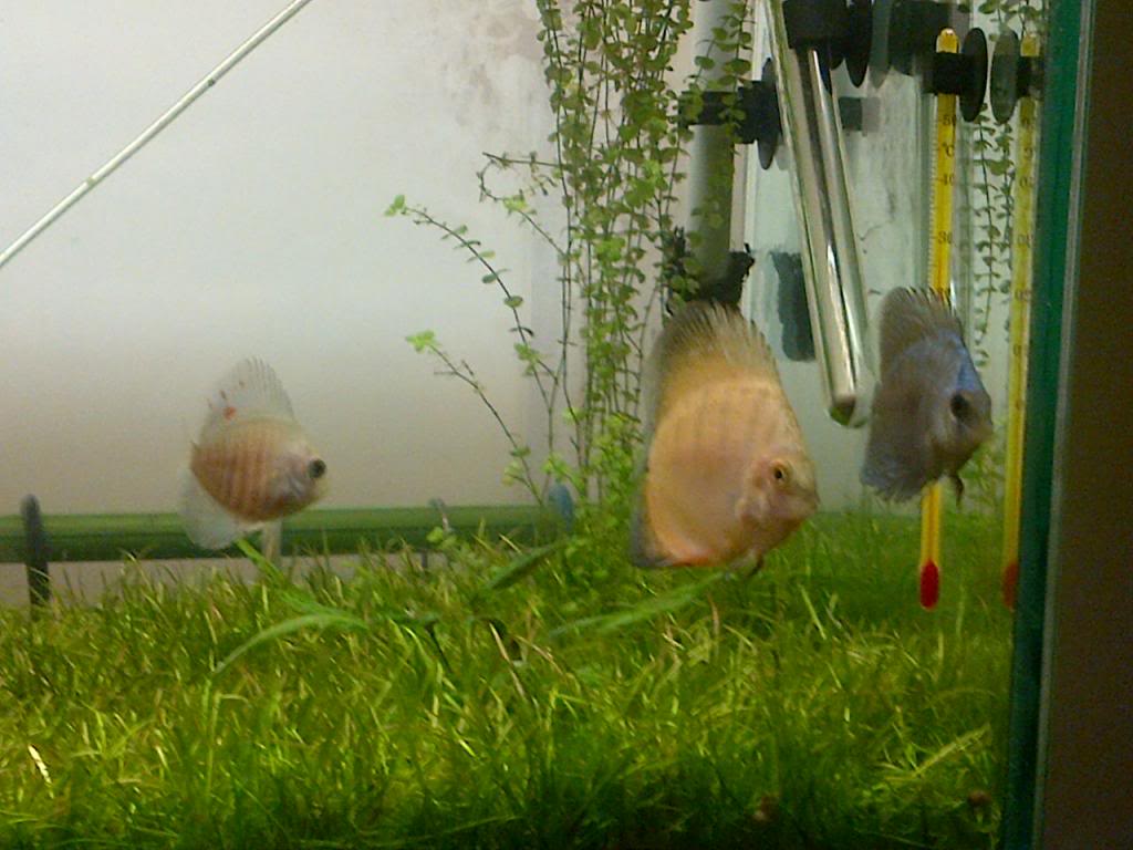 Llegaron los DISCUS !!!! IMG-20130424-00249