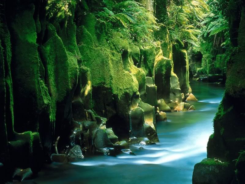 இயற்கை எழில்.01 - Page 4 Te_whaiti-nui-a-toi_canyon_whirinaki_forest_north_island_new_zealand-800x600