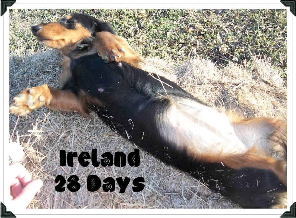 Ireland x Gunner Dachshunds2050