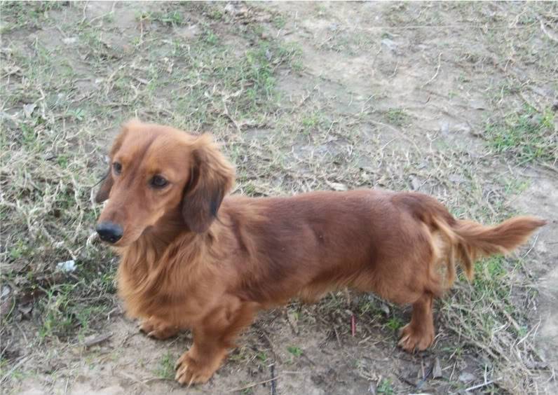 Ireland x Gunner Dachshunds2122