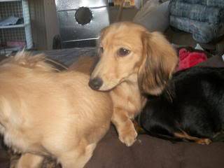 Just some random pics of some of my furkids Dachshunds2203