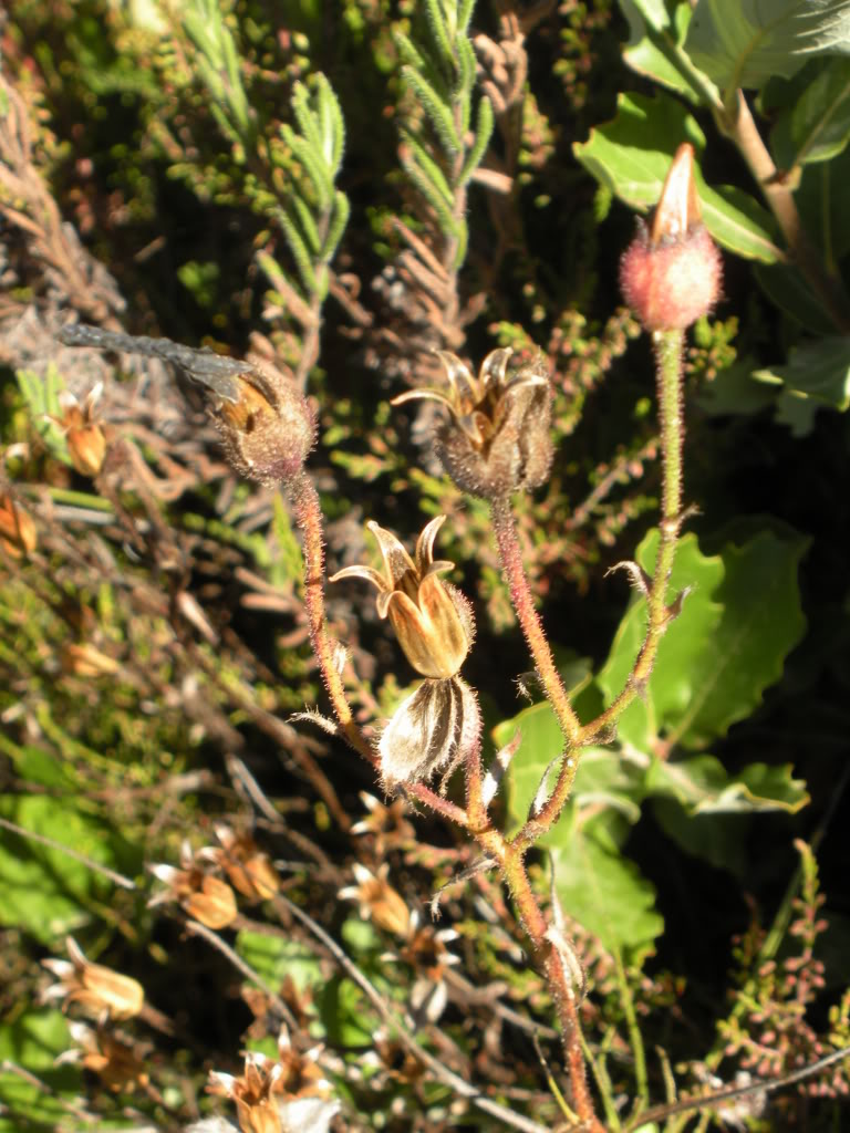 Drosophyllum Lusitanicum e Pinguicula Lusitânica no seu Lar! *.* DSCN1521