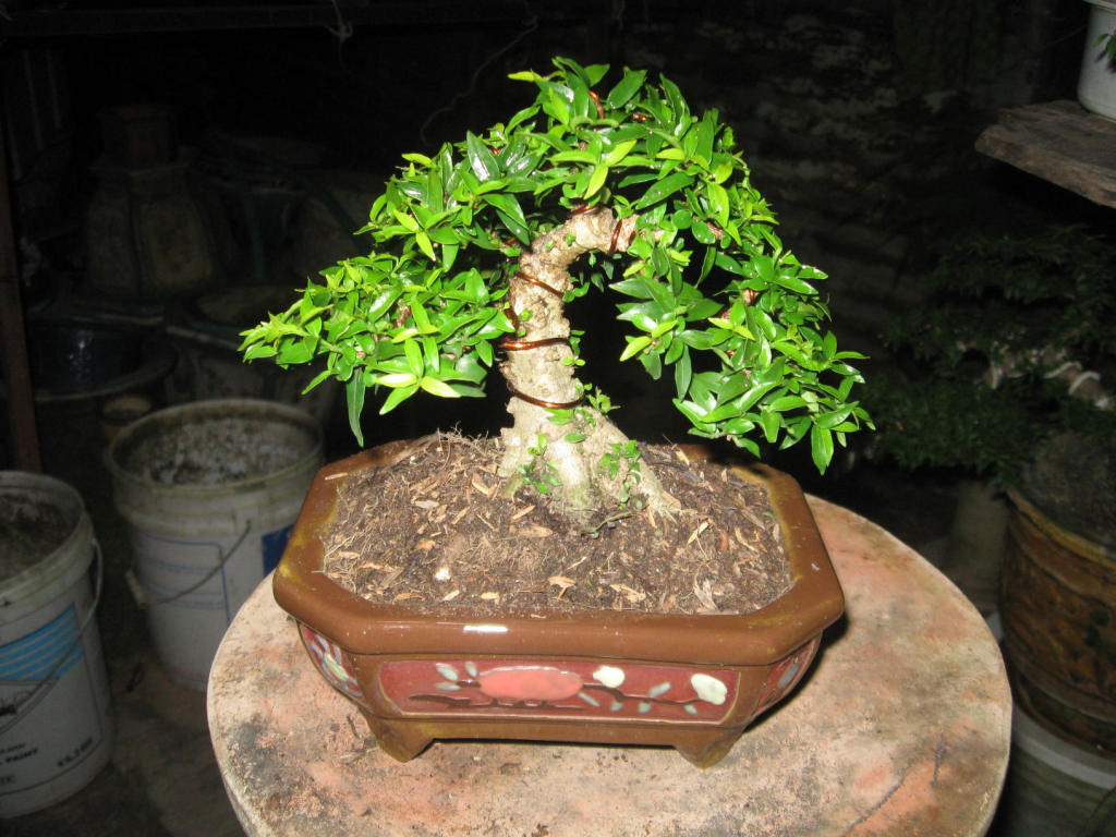 Bonsai mini as lady (Viet Nam) IMG_3732