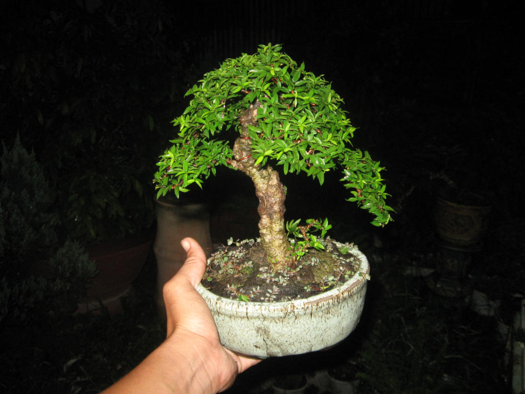 Bonsai mini as lady (Viet Nam) IMG_4169