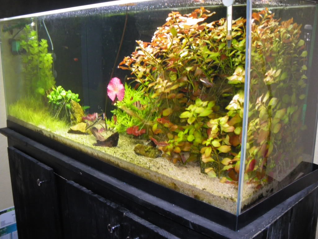 aquarium 240l communautaire 035