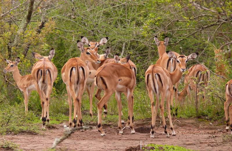 ivot u Africi Antilope