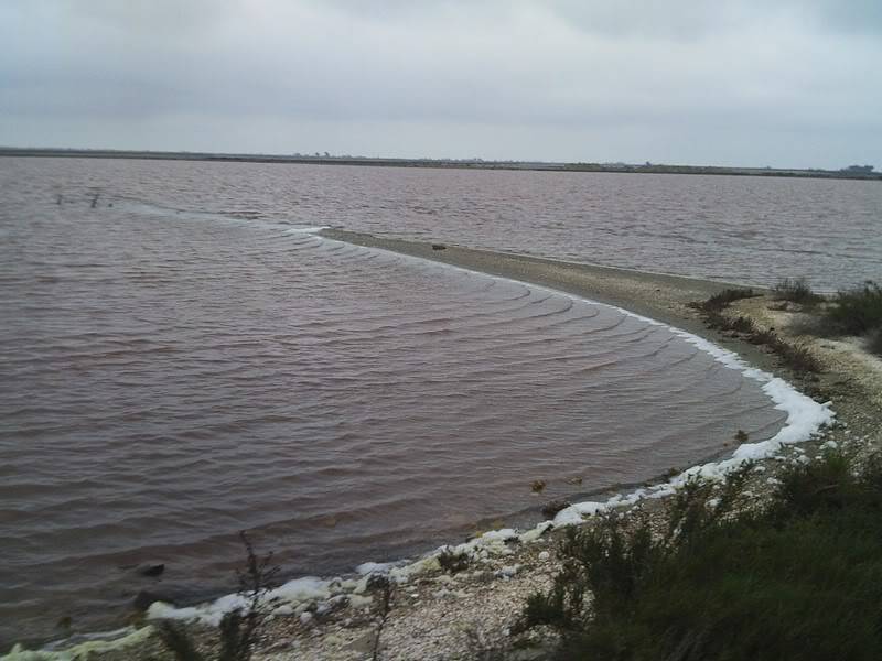 sortie Ford'ever sur le littoral camarguais SUNP0046