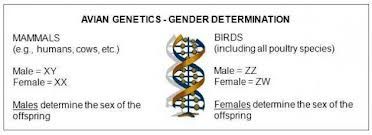 Opinions on gender *pics* Gendermammalbird_zps0a76b7a4