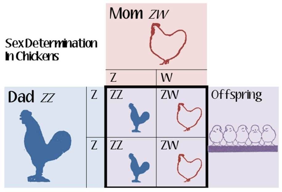 Opinions on gender *pics* Sex-in-chickens_zps78c2264a