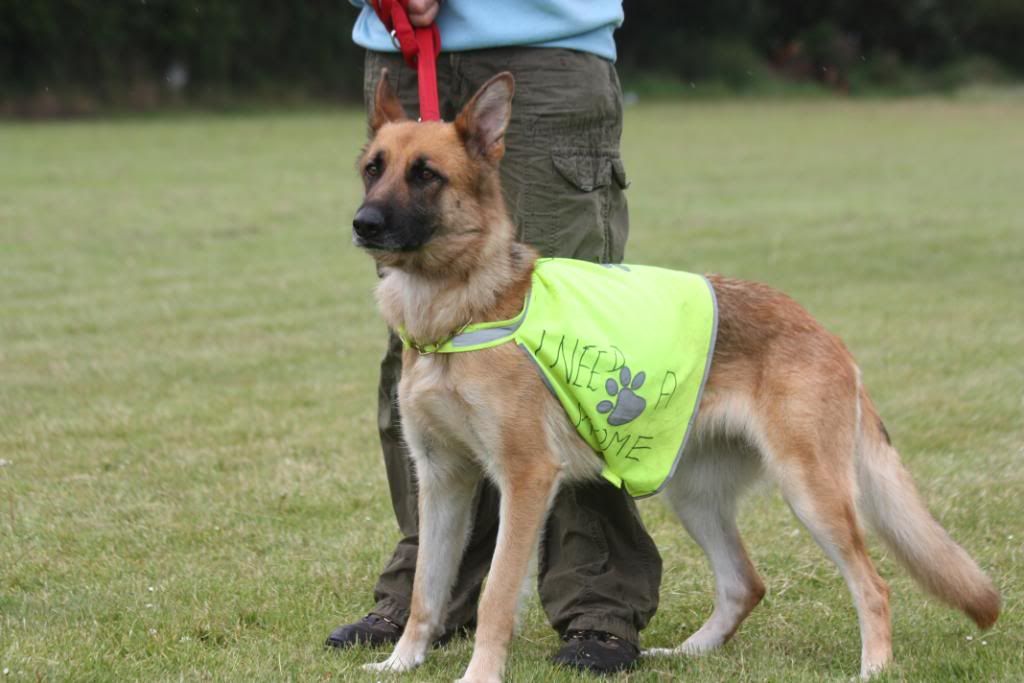 Val, ex Irish lass homed IMG_8662