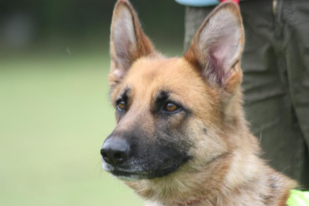 Val, ex Irish lass homed IMG_8670