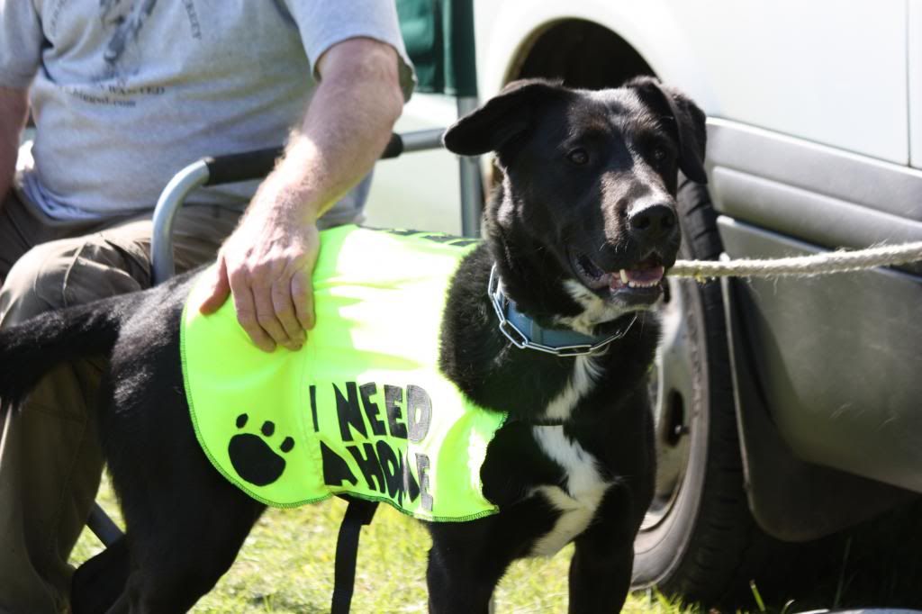 Cooper 3yr old male lab X HOMED IMG_9035_zps2795a7f6