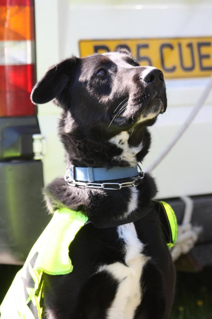 Cooper 3yr old male lab X HOMED IMG_9037_zps937ace1d