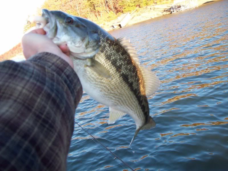 11/20/08 Lake Lanier bassin report (with pics) 100_0038-1