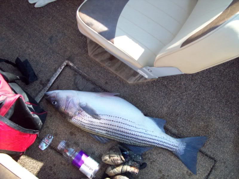 1/18 Lake Lanier striper report (pictures added) 100_0113