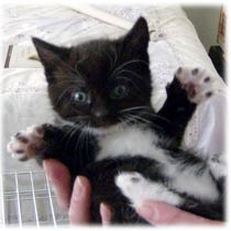 El regalo perfecto (James Potter) Black-and-white-kitten