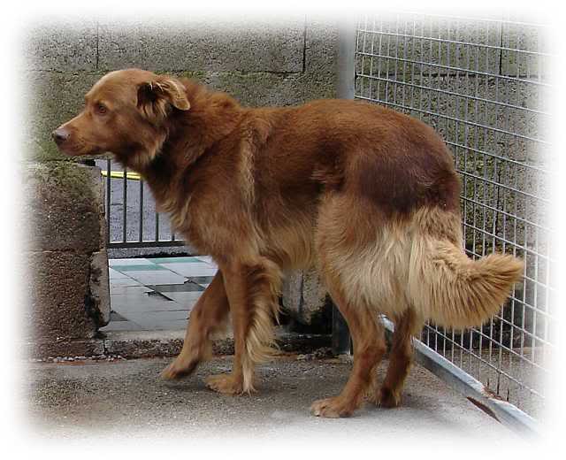 (adopté) OSCAR mâle croisé golden retriever SPA Plouzané 29 Oscar_111106