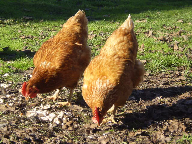 Our Chooks P6221165