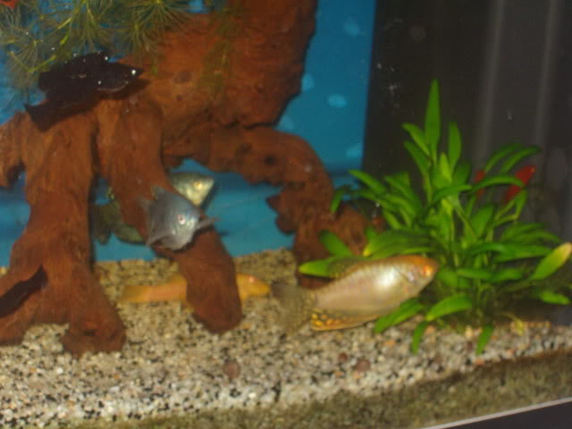 [résolu]Mâle ou femelle gourami ? P1010118