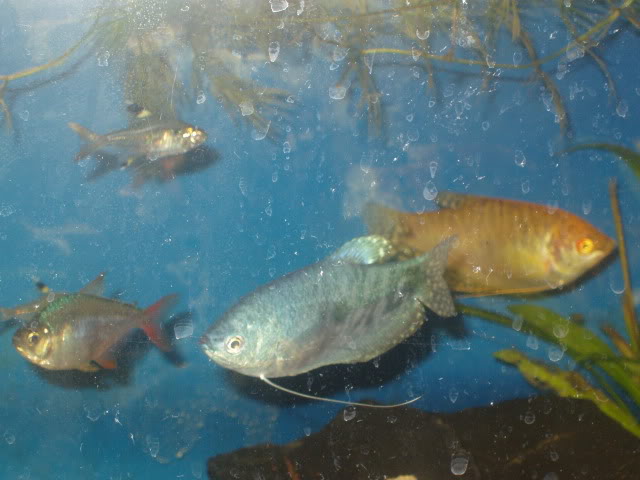 [résolu]Mâle ou femelle gourami ? P1010119