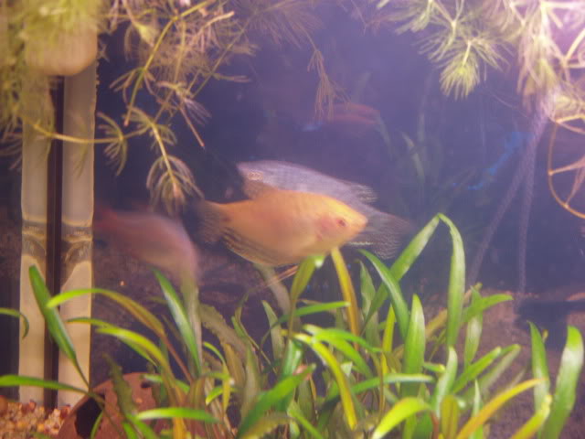 [résolu]Mâle ou femelle gourami ? P1010152