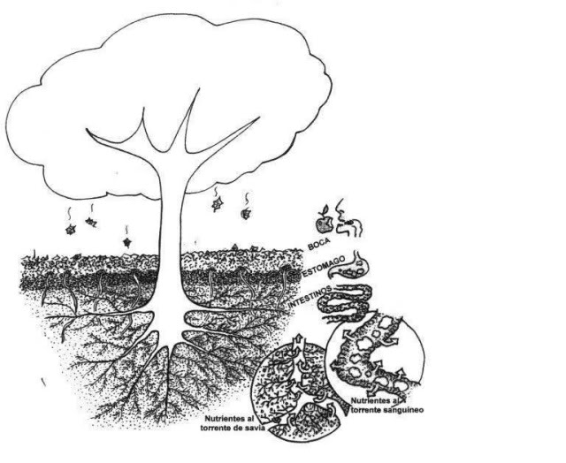  LA NUTRICION EN LAS PLANTAS Y LA IMPORTANCIA DE LOS SUSTRATOS Imagen1