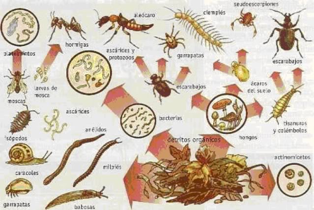 LA NUTRICION EN LAS PLANTAS Imagen12