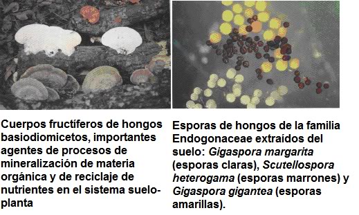  LA NUTRICION EN LAS PLANTAS Y LA IMPORTANCIA DE LOS SUSTRATOS Imagen7