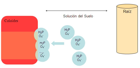  LA NUTRICION EN LAS PLANTAS Y LA IMPORTANCIA DE LOS SUSTRATOS Suelos2014