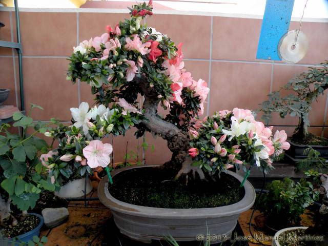 II MUESTRA SOLIDARIA DE BONSAI DE LA AXARQUIA Azalea_zps2d79c587