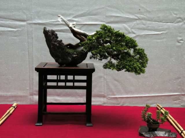 Exposición de la Asociación Amigos del Bonsai de Granada 2012 DSCN0504