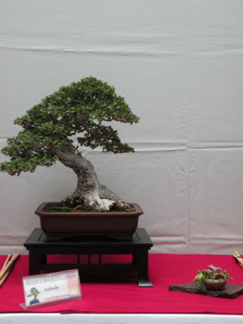 Exposición de la Asociación Amigos del Bonsai de Granada 2012 DSCN0515