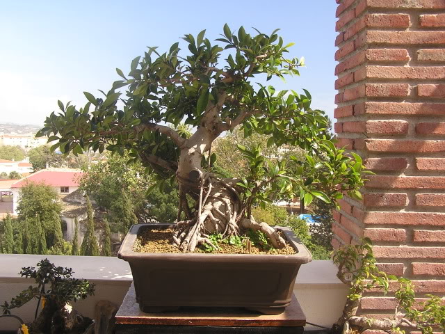 ayuda mi bonsai se muere :C respondan rapido - Página 2 P1010035