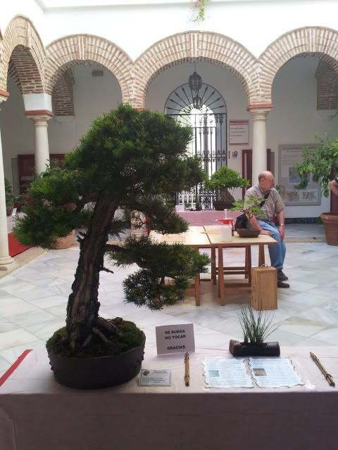 I MUESTRA SOLIDARIA BONSAI LA AXARQUIA (FOTOS).- - Página 2 20120608_181216