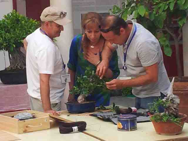 I MUESTRA SOLIDARIA BONSAI LA AXARQUIA (FOTOS).- - Página 2 20120609_113251